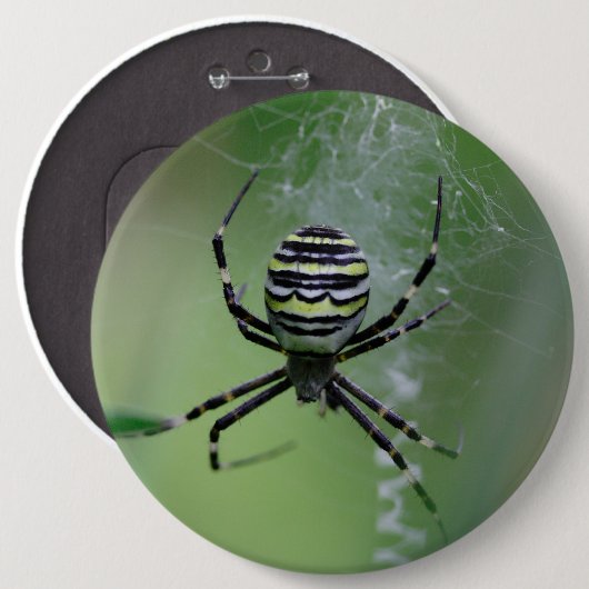 Argiope bruennichi button (Vorne & Hinten)