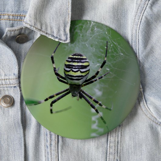 Argiope bruennichi button (Beispiel)