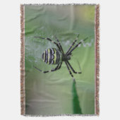 Argiope bruennichi decke (Vorderseite Vertikal)