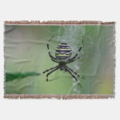 Argiope bruennichi decke (Vorderseite)