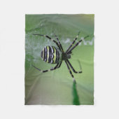 Argiope bruennichi fleecedecke (Vorderseite)