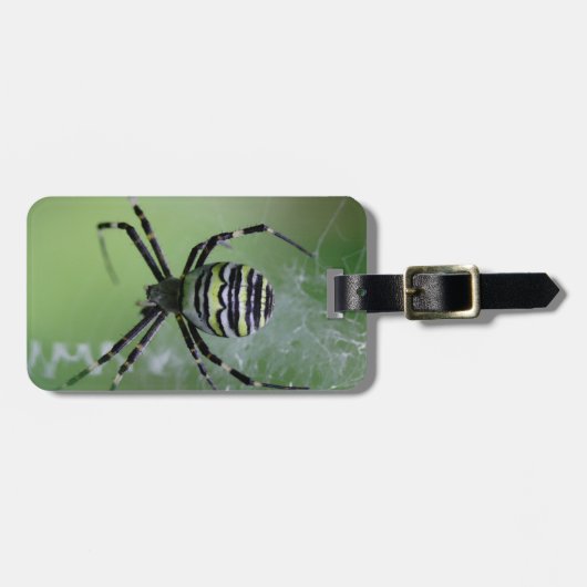 Argiope bruennichi gepäckanhänger (Vorderseite horizontal)