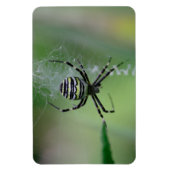 Argiope bruennichi magnet (Vertikal)
