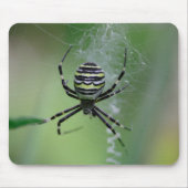 Argiope bruennichi mousepad (Vorne)