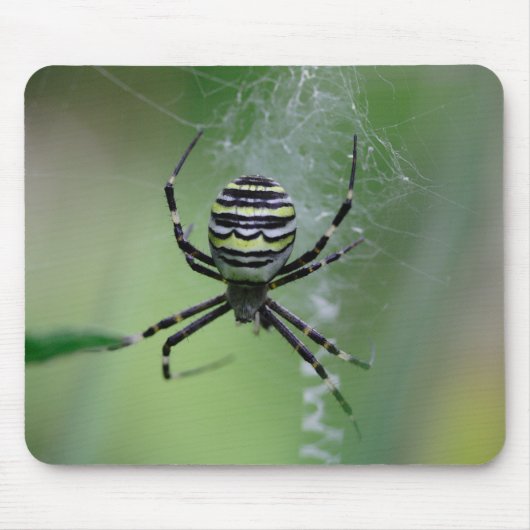 Argiope bruennichi mousepad (Vorne)