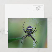 Argiope bruennichi postkarte (Vorne/Hinten)