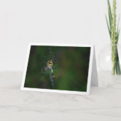 Argiope bruennichi, Wasp Spider, Orb-Weber Karte (Vorderseite)