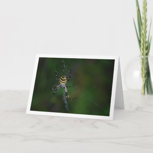 Argiope bruennichi, Wasp Spider, Orb-Weber Karte (Vorderseite)