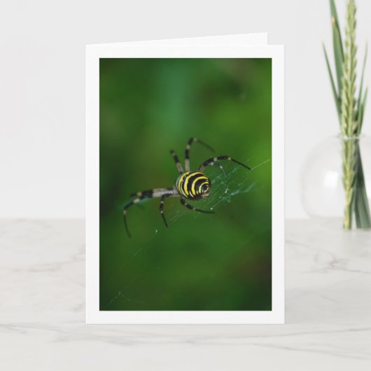 Argiope bruennichi, Wasp Spider, Orb-Weber Karte (Vorderseite)