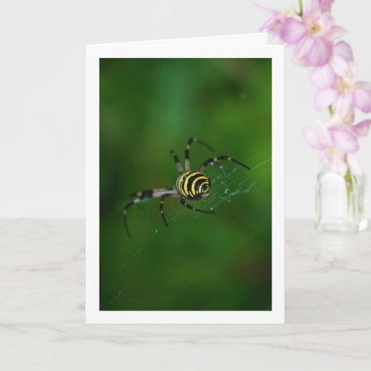 Argiope bruennichi, Wasp Spider, Orb-Weber Karte (Orchidee)