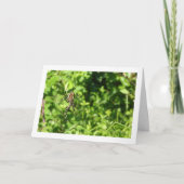 Argiope bruennichi, Wasp Spider, Orb-Weber Karte (Vorderseite)