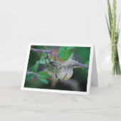 Argiope bruennichi, Wasp Spider und Egg Karte (Vorderseite)