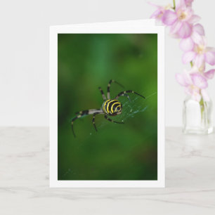 Argiope bruennichi, Wespe-Spinne, Radnetzspinne Karte