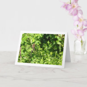 Argiope bruennichi, Wespen-Spinne, Radnetzspinne Karte