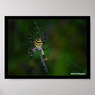 Argiope bruennichi, Wespen-Spinne, Radnetzspinne Poster