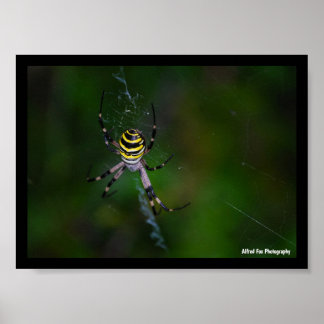 Argiope bruennichi, Wespen-Spinne, Radnetzspinne Poster