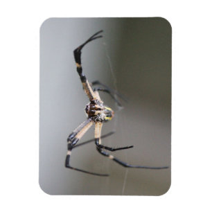 Argiope Spider Lover Gift Magnet