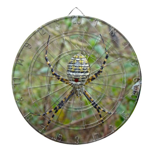 Argiope trifasciata Orb Weaver Spider Dartscheibe (vorne)