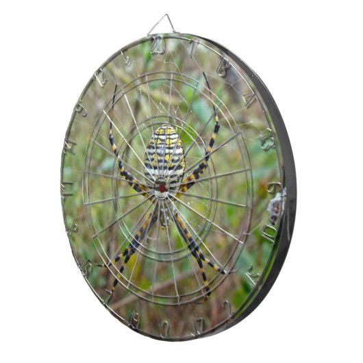 Argiope trifasciata Orb Weaver Spider Dartscheibe (Vorderseite rechts)