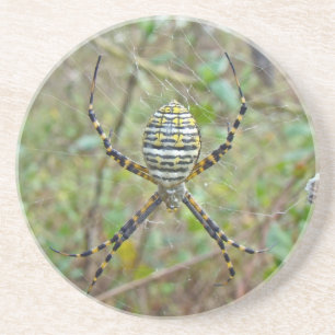 Argiope trifasciata Orb Weaver Spider Getränkeuntersetzer