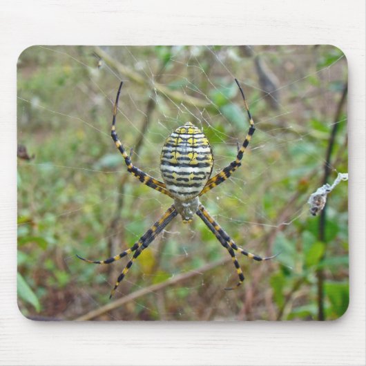 Argiope trifasciata Orb Weaver Spider Mousepad (Vorne)
