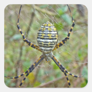 Argiope trifasciata Orb Weaver Spider Quadratischer Aufkleber