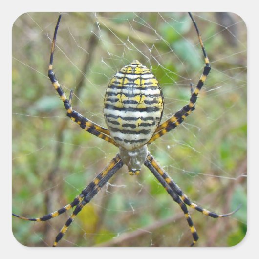 Argiope trifasciata Orb Weaver Spider Quadratischer Aufkleber (Vorderseite)