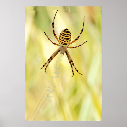 Argiopspinne Poster (Vorne)