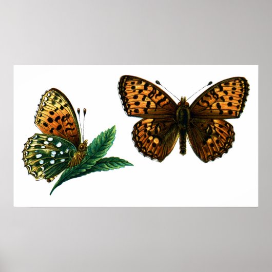 Argynnis aglaja poster (Vorne)
