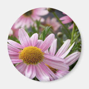 Argyranthemum frutescens magnet