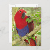 Aria Grand Eclectus Parrot Postkarte (Vorne/Hinten)