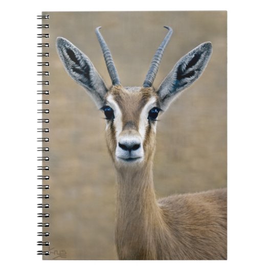 Ariel Notebook Notizblock (Vorderseite)