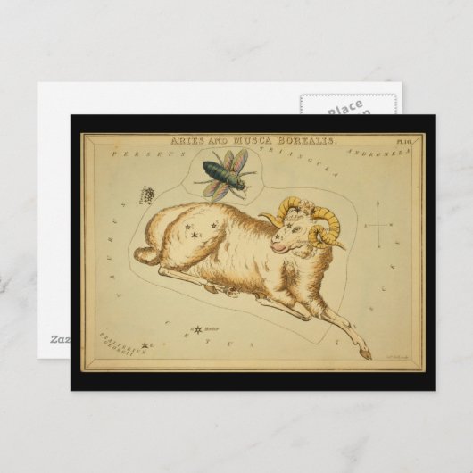Aries und Musca Borealis Postkarte (Vorne/Hinten)
