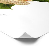 Aristolochia duchartrei poster (Ecke)