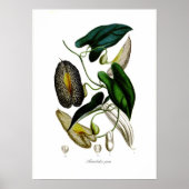 Aristolochia picta poster (Vorne)