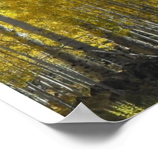 Arizona Aspen Poster (Ecke)