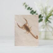 Arizona Bark Scorpion Postkarte (Stehend Vorderseite)