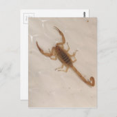 Arizona Bark Scorpion Postkarte (Vorne/Hinten)