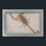 Arizona-Barken-Skorpion Rechteckige Gürtelschnalle<br><div class="desc">Arizona-Barken-Skorpion</div>