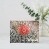 Arizona Barrel Cactus Blossom Postkarte (Stehend Vorderseite)