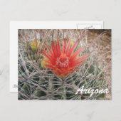 Arizona Barrel Cactus Blossom Postkarte (Vorne/Hinten)