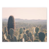 Arizona Cacti | FOTO (Vorne)