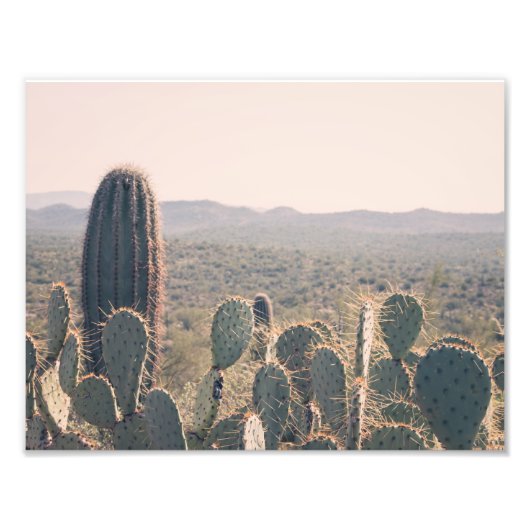Arizona Cacti | FOTO (Vorne)