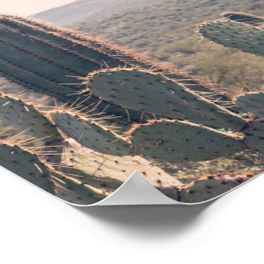 Arizona Cacti | Poster (Ecke)