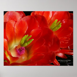 Arizona Claret Cup Cactus Red Orange Blume Poster
