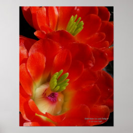 Arizona Claret Cup Cactus Red Orange Blume Poster