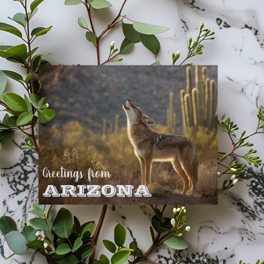 Arizona Coyote Landschaft Kaktus Wüste Postkarte