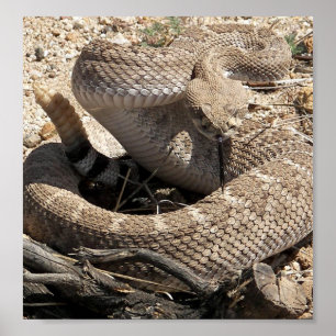 Arizona Diamondback Rattlesnake Poster
