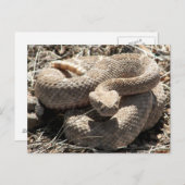Arizona Diamondback Rattlesnake Postkarte (Vorne/Hinten)