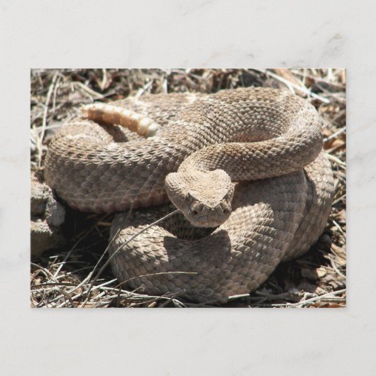 Arizona Diamondback Rattlesnake Postkarte (Vorderseite)